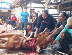 Hari Raya Idul Adha 2023, Mahaiida Foundation Qurban 4 Ekor Sapi